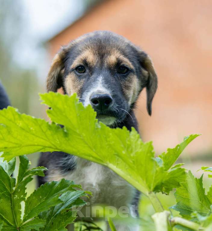 Собаки в Москве: Мэрси Мальчик, Бесплатно - фото 2