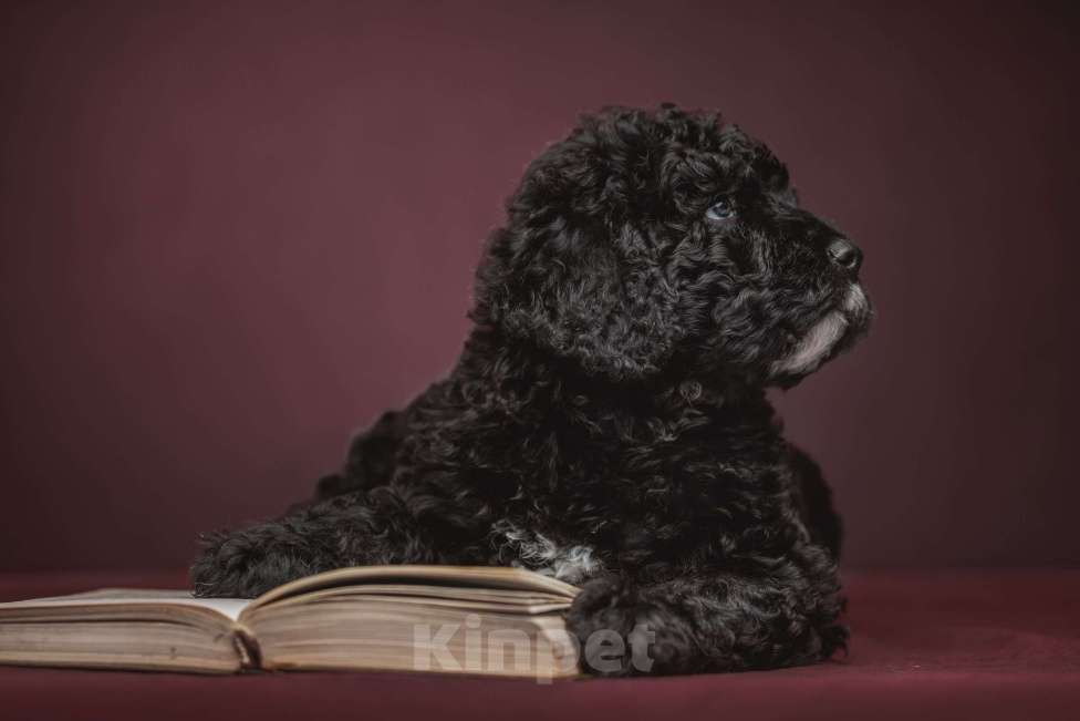 Собаки в Санкт-Петербурге: Испанская Водяная Щенок Мальчик, 200 000 руб. - фото 1