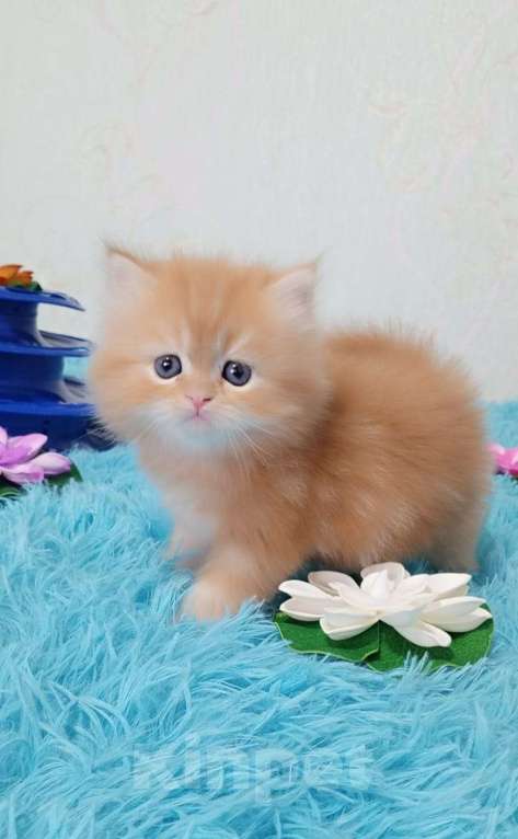 Кошки в Екатеринбурге: Котик  Мальчик, 20 000 руб. - фото 1