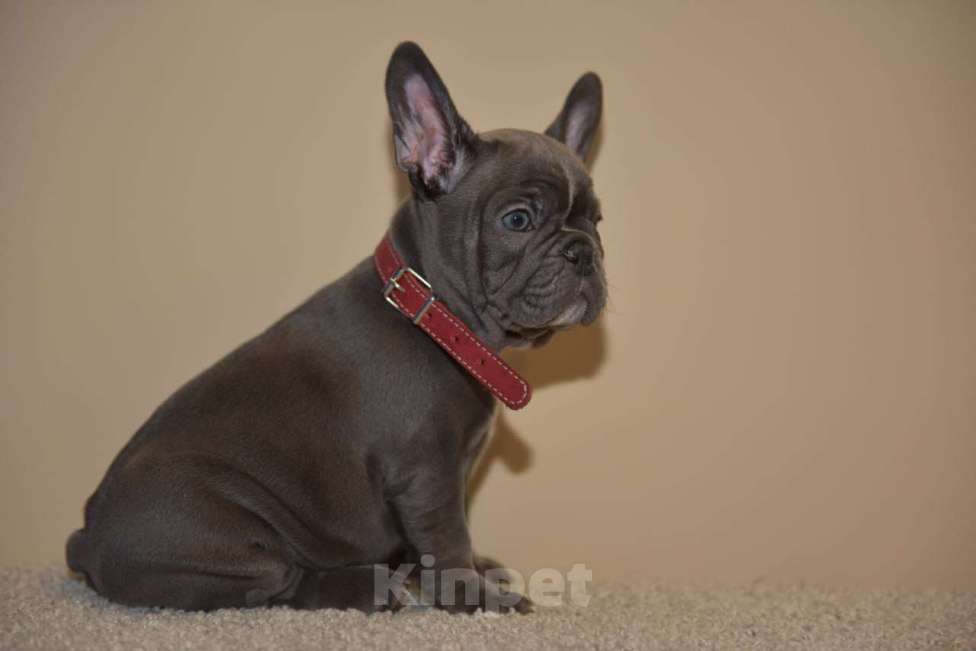 Собаки в Москве: Девочка голубая Девочка, 75 000 руб. - фото 8