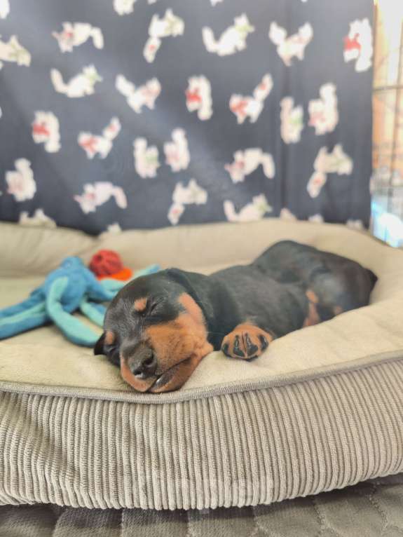 Собаки в Ореховом-Зуево: Щенки цвергпинчера Мальчик, 50 000 руб. - фото 5