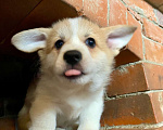 Собаки в других городах Ленинградской области: Щенки корги пемброк Мальчик, 70 000 руб. - фото 1