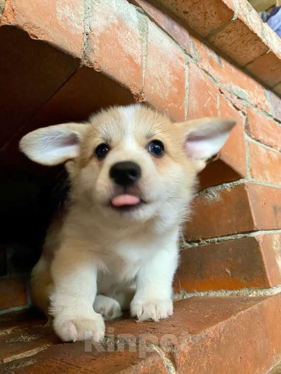 Собаки в других городах Ленинградской области: Щенки корги пемброк Мальчик, 70 000 руб. - фото 1