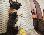 Кошки в других городах Алтайского края: Котята мейн-кун Девочка, 30 000 руб. - фото 4