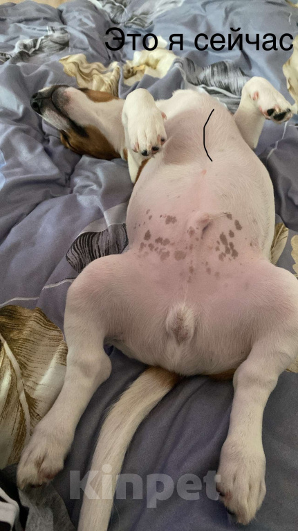 Собаки в Чехове-2: Джек рассел Мальчик, 5 000 руб. - фото 2