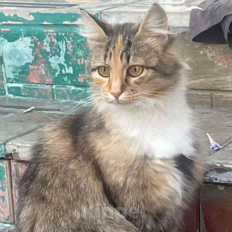 Кошки в Москве: Через две недели кошечка останется одна в пустом СНТ  Девочка, Бесплатно - фото 3