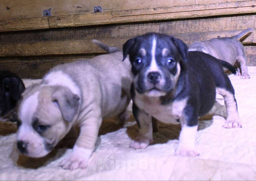 Собаки в Мурманске: Булли . Подрастают малыши. Разнополые, 70 000 руб. - фото 7