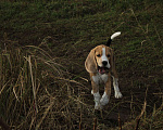 Собаки в Москве: Щенки Бигля  Девочка, 40 000 руб. - фото 2