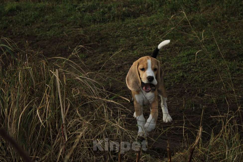 Собаки в Москве: Щенки Бигля  Девочка, 40 000 руб. - фото 2