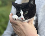 Кошки в Сосновом Бору: Котенок Мальчик, Бесплатно - фото 6