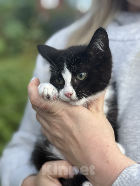 Кошки в Сосновом Бору: Котенок Мальчик, Бесплатно - фото 6