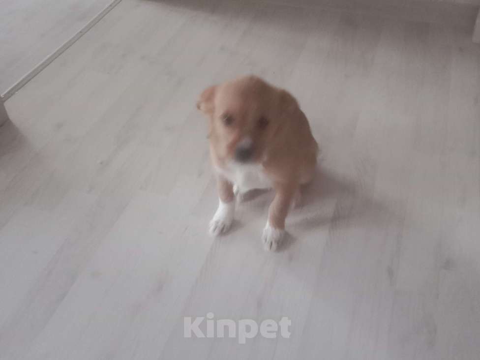 Собаки в Пушкино: Отдам даром Мальчик, Бесплатно - фото 1