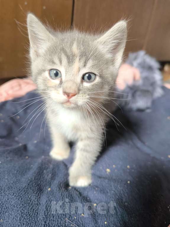 Кошки в Люберцах: Гипоалергеная кошка  Девочка, 5 000 руб. - фото 3