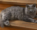 Кошки в Москве: Шикарный Дымок - метис нибелунга (1,5 г.) в дар Мальчик, Бесплатно - фото 3