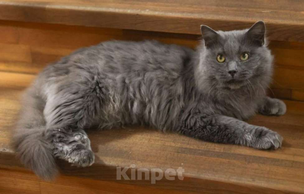 Кошки в Москве: Шикарный Дымок - метис нибелунга (1,5 г.) в дар Мальчик, Бесплатно - фото 3