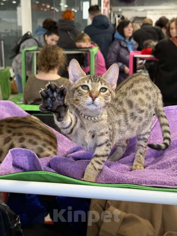 Кошки в Москве: Саванна SBT F5 Девочка, 60 000 руб. - фото 6