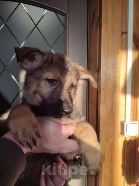 Собаки в других городах Московской области: Немцкая овчарка рабочих линий Мальчик, Бесплатно - фото 2