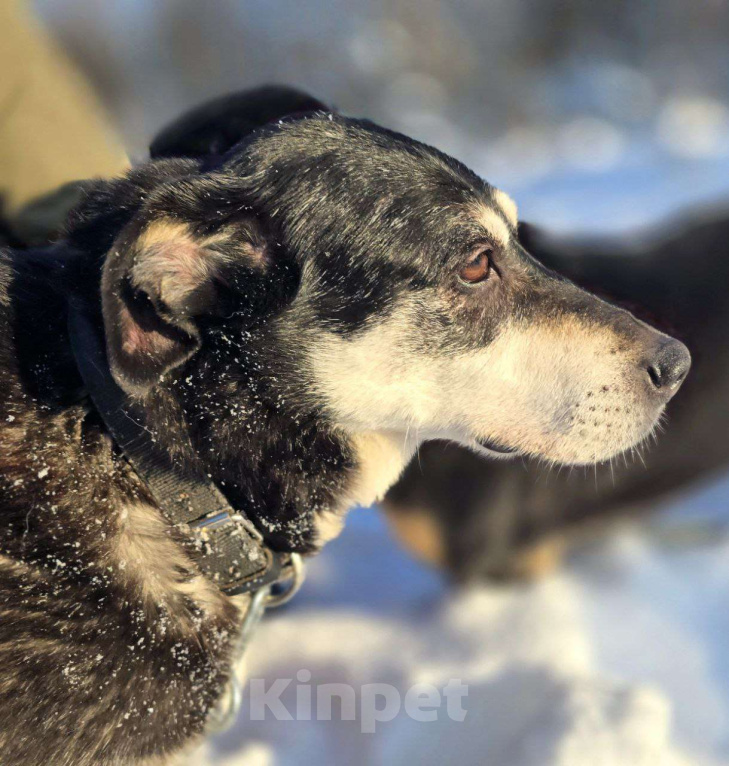 Собаки в Королеве: В поисках дома прекрасная Амели. Девочка, Бесплатно - фото 2