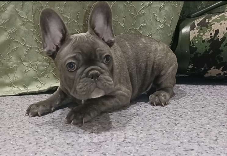 Собаки в Москве: Голубой тигр мальчик Мальчик, 50 000 руб. - фото 2