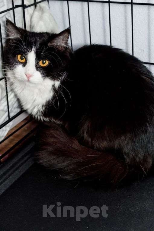 Кошки в Москве: Кошка- бояка Улечка Девочка, Бесплатно - фото 3