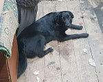 Собаки в Узловой: Щенок ищет дом Девочка, Бесплатно - фото 2