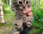 Кошки в Санкт-Петербурге: Котенок с дачи Девочка, Бесплатно - фото 1