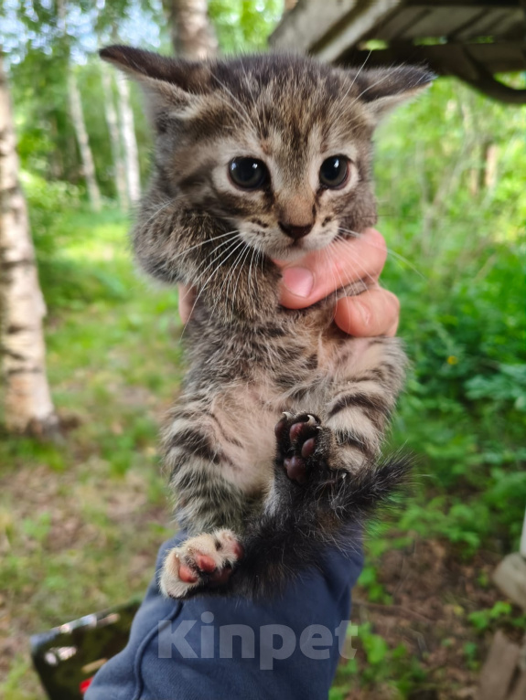 Кошки в Санкт-Петербурге: Котенок с дачи Девочка, Бесплатно - фото 1