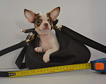 Собаки в Екатеринбурге: щенки чихуахуа Разнополые, 25 000 руб. - фото 6