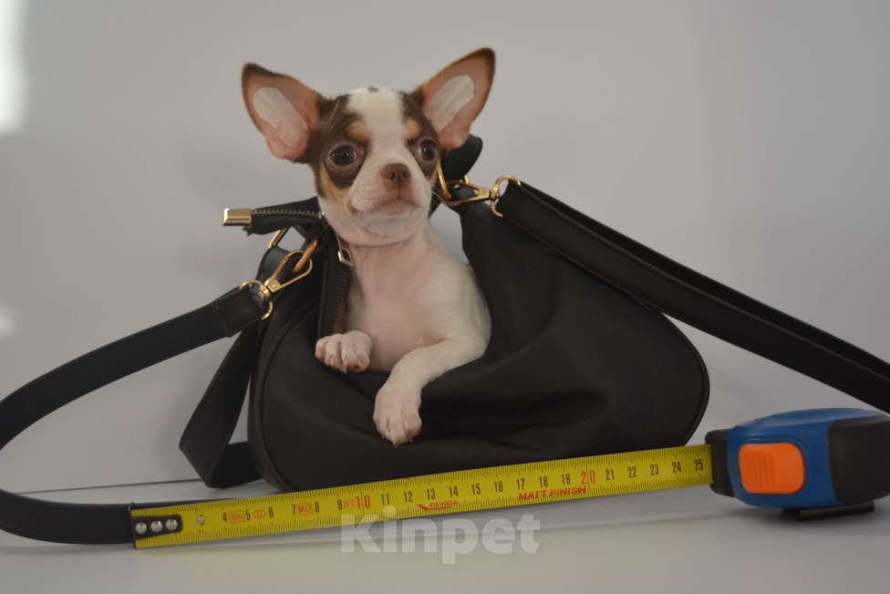 Собаки в Екатеринбурге: щенки чихуахуа Разнополые, 25 000 руб. - фото 6