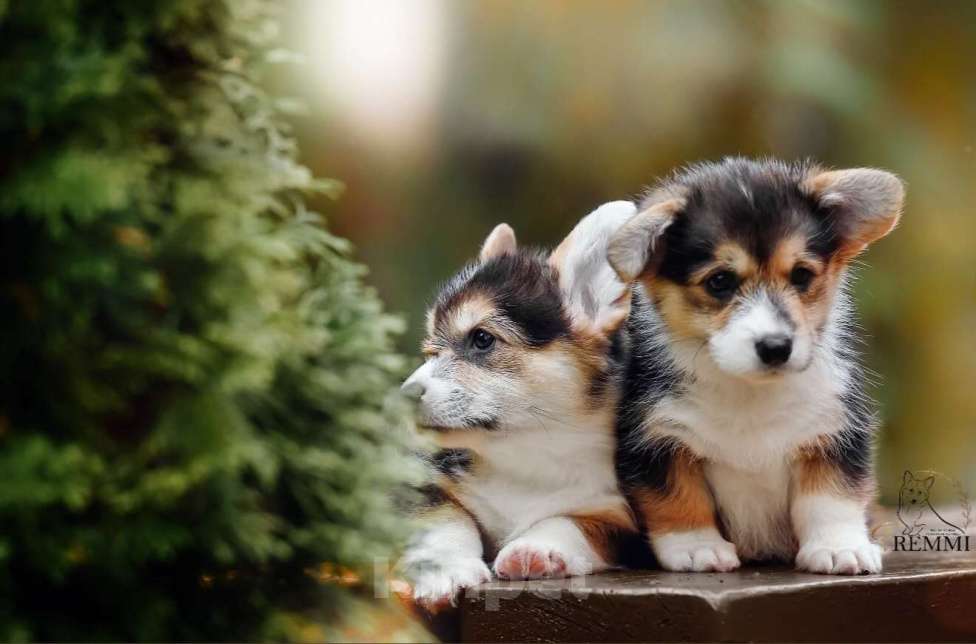 Собаки в Москве: Щенки вельш корги пемброк  Мальчик, 120 000 руб. - фото 3