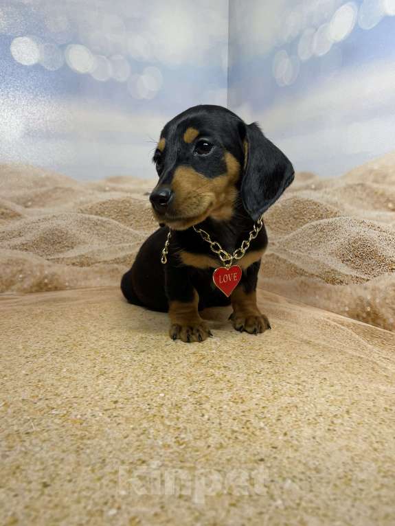 Собаки в Москве: Такса мини мальчик клубный Мальчик, 35 000 руб. - фото 5