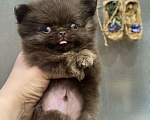 Собаки в Санкт-Петербурге: Мальчик чихуашечка Мальчик, 60 000 руб. - фото 2