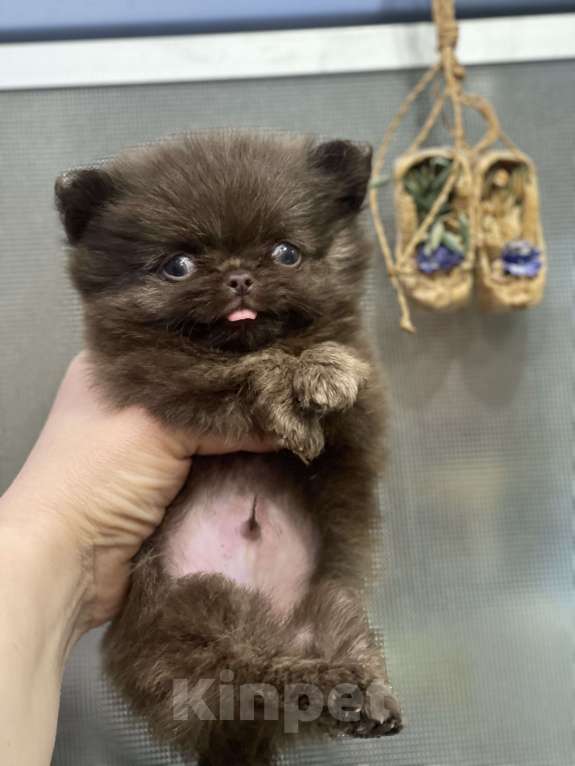 Собаки в Санкт-Петербурге: Мальчик чихуашечка Мальчик, 60 000 руб. - фото 2