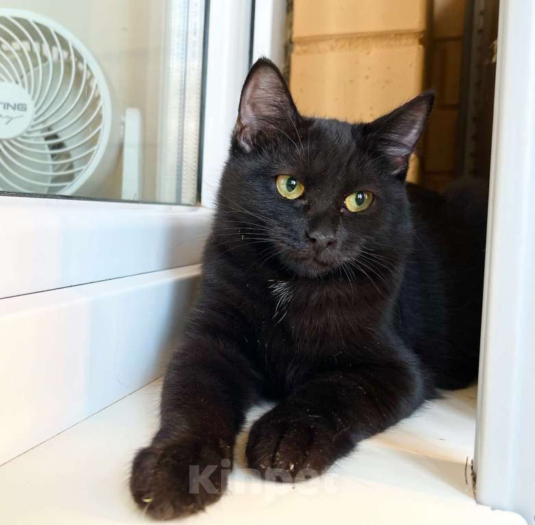 Кошки в Москве: Котёнок Шанель в добрые руки Девочка, Бесплатно - фото 10