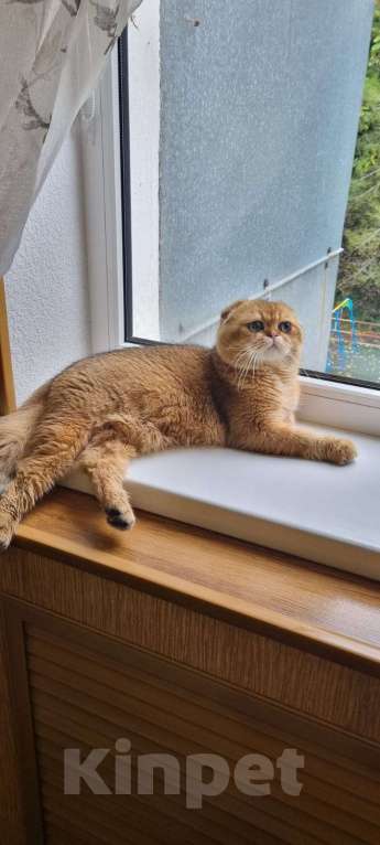 Кошки в Туапсе: Шотландский вислоухий котик ищет семью Мальчик, 55 000 руб. - фото 6