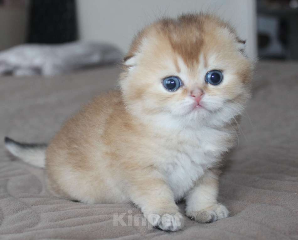 Кошки в Казани: Шотландские вислоухие котята Мальчик, 35 000 руб. - фото 1