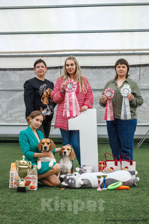 Собаки в Туле: РАННИЙ РЕЗЕРВ!!! БЕЗ ЗАДАТКА!!! Мальчик, 30 000 руб. - фото 1