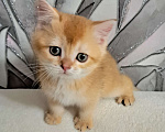 Кошки в Москве: Золотая шиншилла Шотландский котёнок Мальчик, 30 000 руб. - фото 4