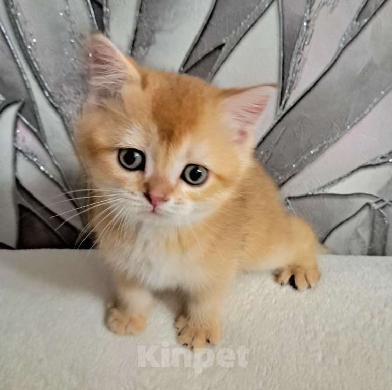 Кошки в Москве: Золотая шиншилла Шотландский котёнок Мальчик, 30 000 руб. - фото 4