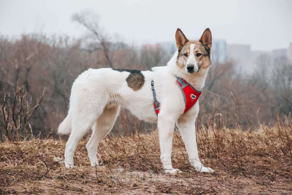 Собаки в Москве: Миндаль - для того, кто хочет помочь Мальчик, Бесплатно - фото 2