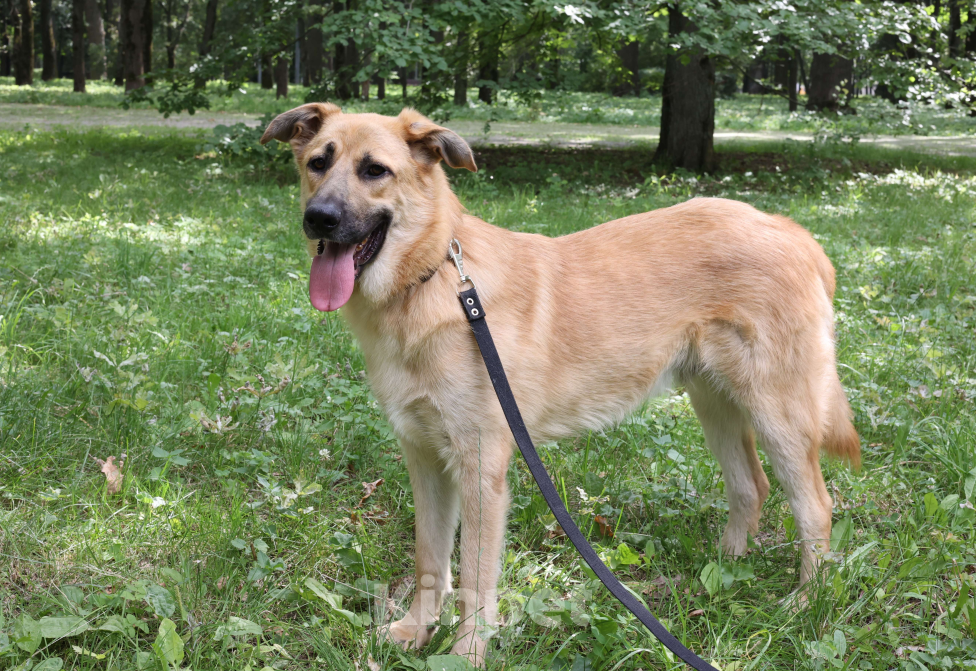 Собаки в Москве: Собака в добрые руки бесплатно Москва Мальчик, Бесплатно - фото 1