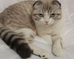 Кошки в Тюмени: Кот для вязки, 800 руб. - фото 2
