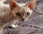Кошки в Санкт-Петербурге: Котёнок (девочка) Девон-Рекс Девочка, 85 000 руб. - фото 2