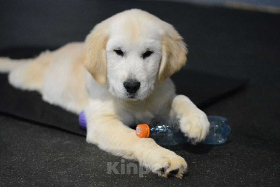 Собаки в Казани: Рыжие  и светлые малыши Золотистого ретривера! Девочка, 60 000 руб. - фото 7