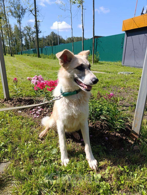 Собаки в Москве: Великолепная собачка ищет дом Девочка, Бесплатно - фото 2