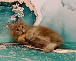 Кошки в Новосибирске: Котята-апельсинчики Мальчик, 25 000 руб. - фото 4