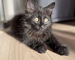 Кошки в Санкт-Петербурге: Ласковый, игривый котенок Саву ищет дом! Мальчик, Бесплатно - фото 4