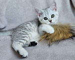 Кошки в Королеве: Британские котята Табби Девочка, 7 000 руб. - фото 2