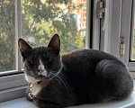Кошки в Москве: Котенок Сэм ищет дом Мальчик, Бесплатно - фото 4