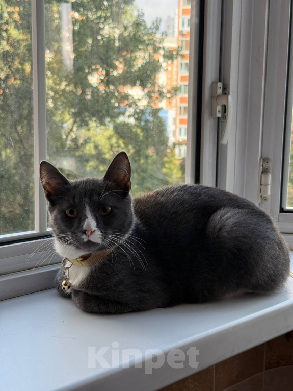 Кошки в Москве: Котенок Сэм ищет дом Мальчик, Бесплатно - фото 4